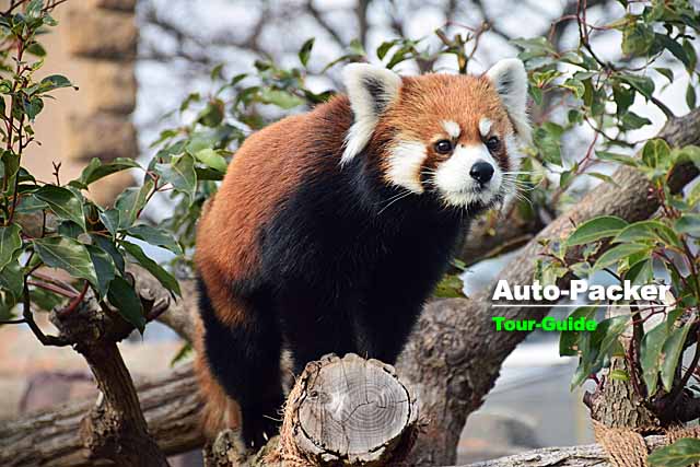 王子動物園　レッサーパンダ